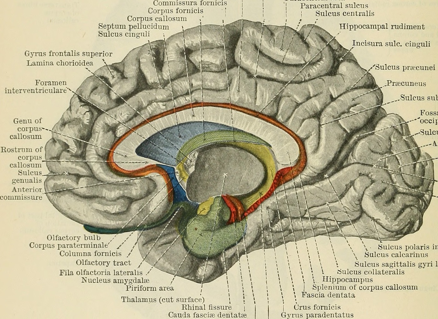 A hand-colored 1914 anatomy drawing of the inner face of one half of the brain, with labels including Nucleus amygdalae near the bottom and Hippocampus beside it.