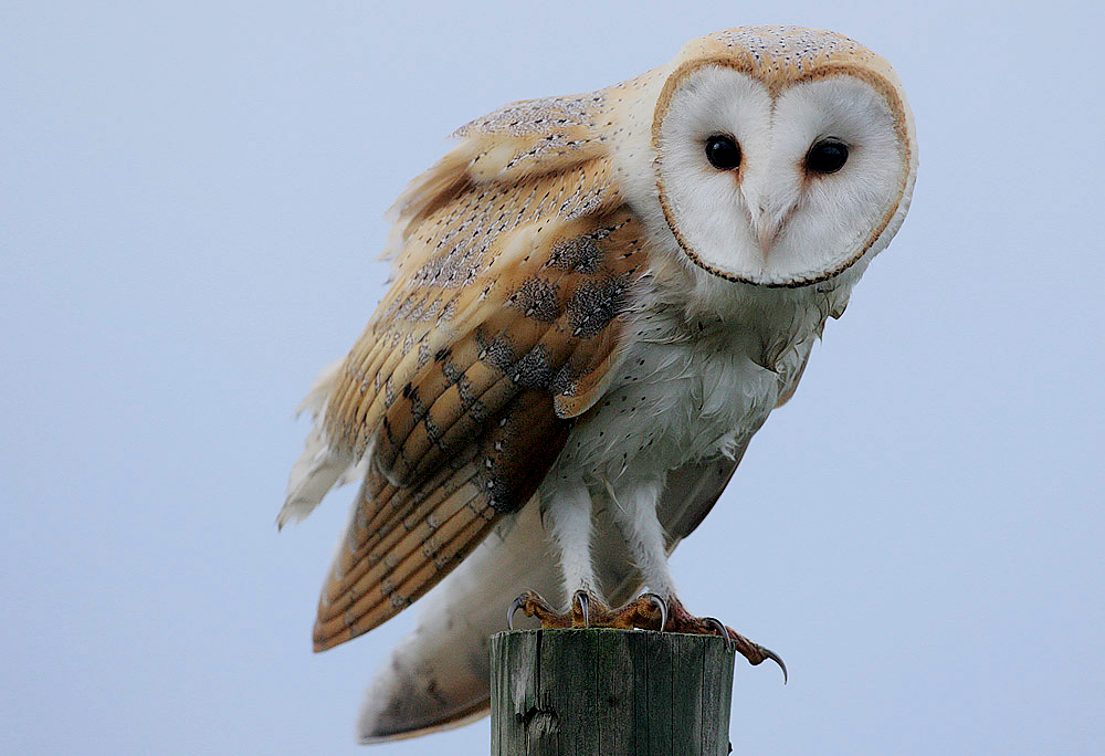 A barn owl perched on a post, its pale, heart-shaped facial disc turned toward the camera
