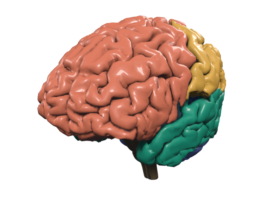 A detailed 3D anatomical brain