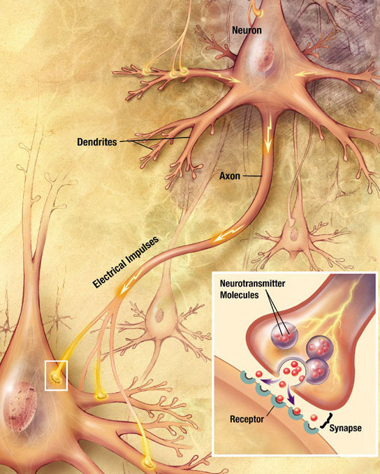 Diagram of a chemical synapse: vesicles release neurotransmitter across the cleft to receptors