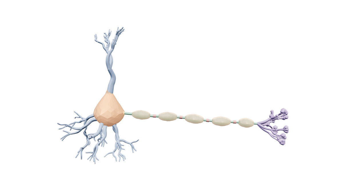 A stylized three-dimensional neuron with dendrites, a cell body, a myelinated axon and terminals