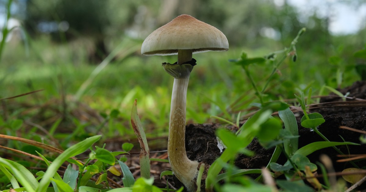 A single Psilocybe cubensis mushroom growing in a grassy field, photographed in natural light.