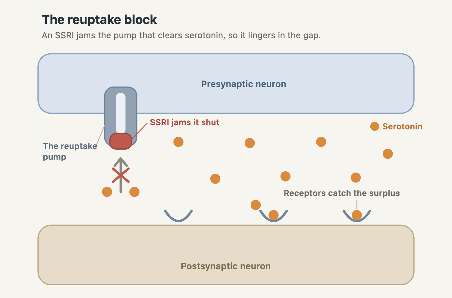 Diagram of a synapse. An SSRI plugs the serotonin reuptake pump on the presynaptic neuron, so serotonin molecules stay in the gap and reach receptors on the postsynaptic neuron.